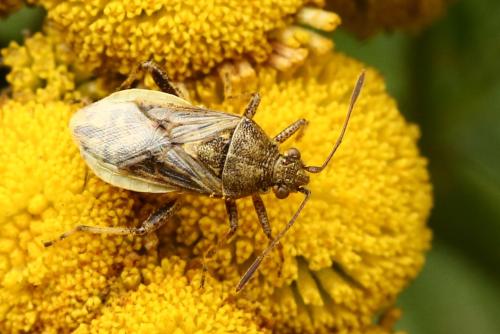 Réf. 335 843 : Stictopleurus punctatonervosus